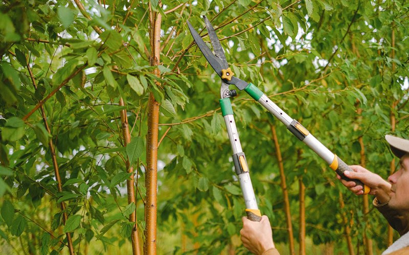 Tree trimming in Cumberland, IA